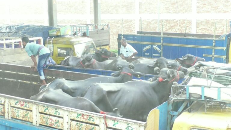 ভারত থেকে আমদানি হলো ৯৫ টি মহিষ