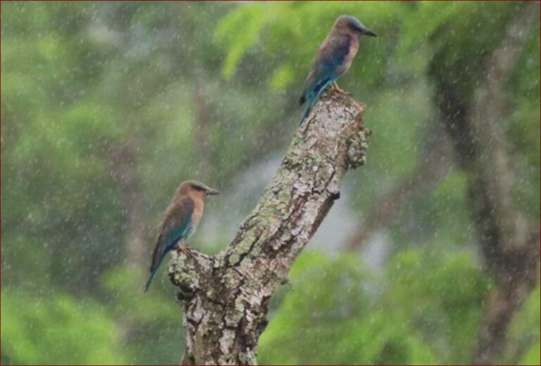 বৃষ্টিভেজা যুগল ‘নীলকান্ত’