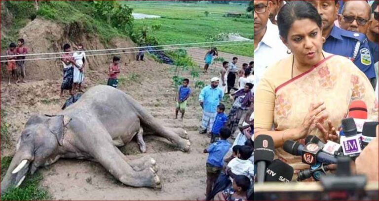 আমি দায়িত্ব নেওয়ার পর ১২টা হাতি মরে গেছে: রিজওয়ানা