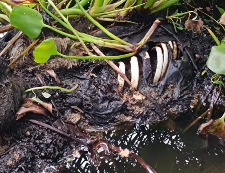 যশোরের চৌগাছায় কুলিয়া বাওড় থেকে কঙ্কালসদৃশ লাশ উদ্ধার