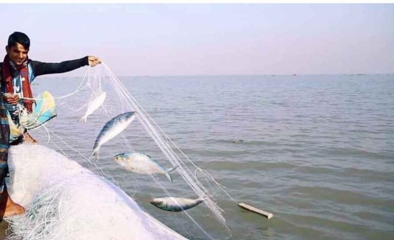 ৪ অক্টোবর থেকে ২২ দিন ইলিশ ধরা বন্ধ