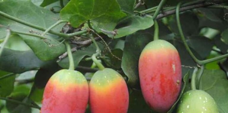 ওষুধি গুণে অনন্য ‘তেলাকুচা’