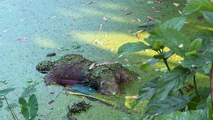 যশোর বেনাপোলে ভাসমান মরদেহ উদ্ধার