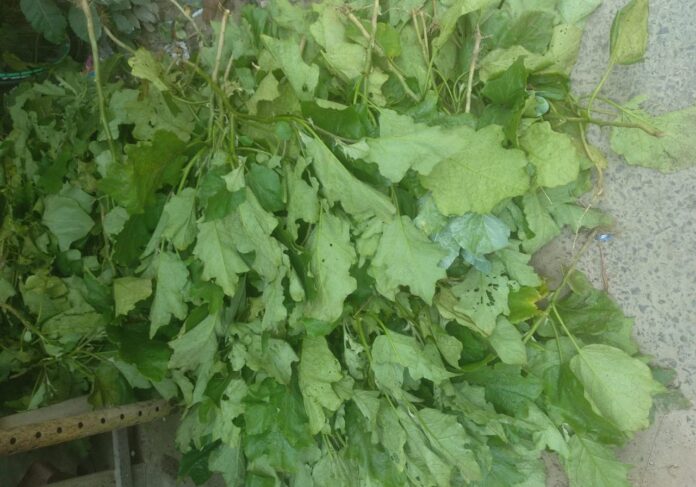 যশোরে ক্ষতিগ্রস্ত বেগুন গাছের ছবি~2