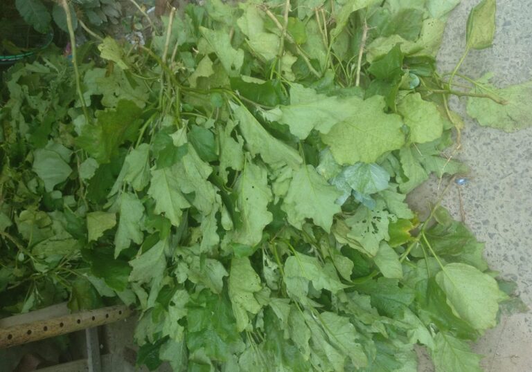 বেগুন গাছ কেটে ফেলার অভিযোগে প্রতিবেশীর বিরুদ্ধে থানায় অভিযোগ