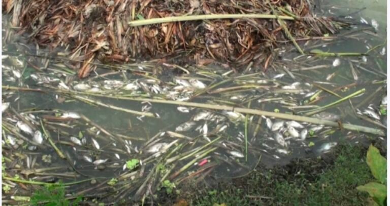 যশোরে মাছের ঘেরে গ্যাস ট্যাবলেট, ২৫ লাখ টাকার ক্ষতি