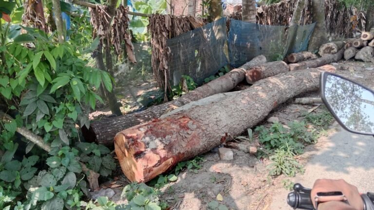 বাঘারপাড়ার ভিটাবল্যা মাধ্যমিক বিদ্যালয়ের সম্পদ লুটপাটে অভিযুক্ত প্রধান শিক্ষক–সভাপতি