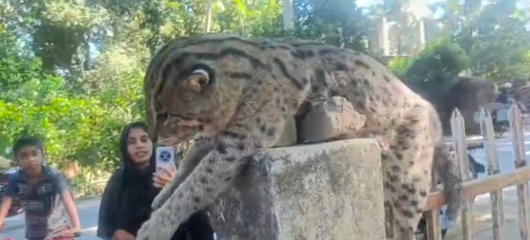 শার্শায় সড়ক দুর্ঘটনায় বিলুপ্তপ্রায় মেছোবাঘের মৃত্যু