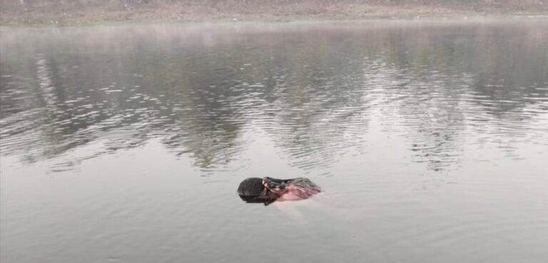 হাওরে ভাসমান লাশ উদ্ধার,পরিচয় শনাক্তে তৎপর বিজিবি