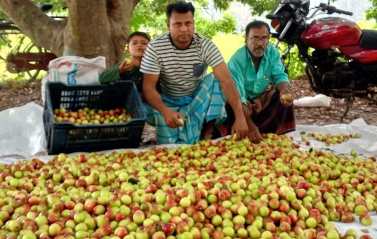 কুল চাষে তাক লাগালেন বাঘারপাড়ার মাজেদুল ইসলাম আপেল কুল ও বল সুন্দরী জাতের ফলনে এলাকায় চাঞ্চল্য