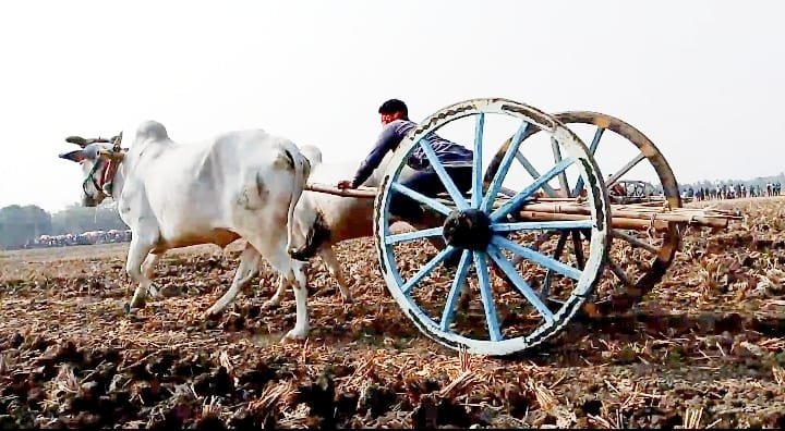যশোরে তিন গ্রামের যুবসমাজের উদ্যোগে বিশাল গরুর গাড়ির দৌড় প্রতিযোগিতা অনুষ্ঠিত