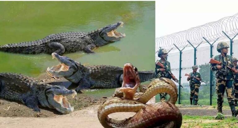 বাংলাদেশ সীমান্তের নদী ও জলাভূমিতে সাপ-কুমির ছাড়ার পরিকল্পনা ভারতের