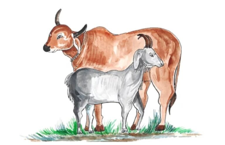 কোরবানির জরুরি মাসয়ালা