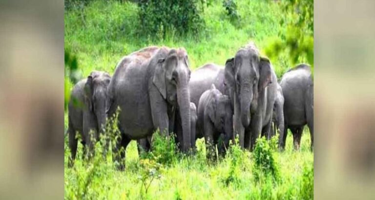 লোকালয়ে মায়ের মৃত্যু, শাবকের কান্নায় দলবেঁধে এলো হাতির পাল