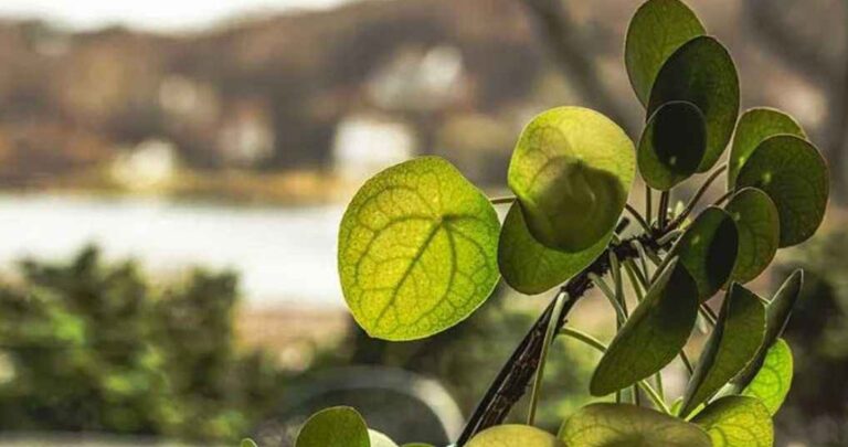 গাছের পাতায় মিলল আধুনিক শহর তৈরির গোপন নকশা