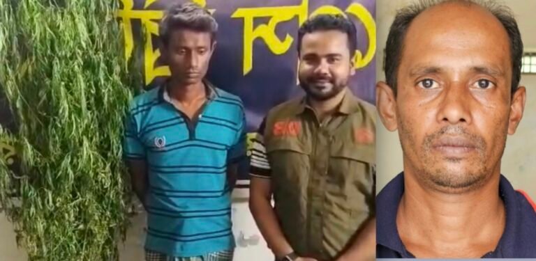 যশোরে ডিবি পুলিশ ও বিজিবির পৃথক অভিযানে ৬ কেজি গাঁজা ও ১৬টি গাঁজা গাছ উদ্ধার,আটক ২