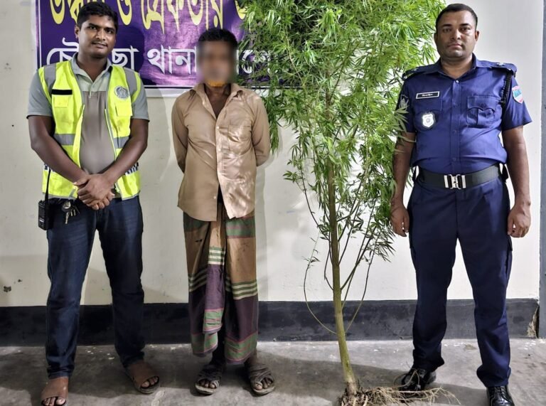 চৌগাছায় ড্রাগন বাগান থেকে গাঁ/জা/র গাছ উদ্ধার, কৃষক গ্রে/ফ/তা/র