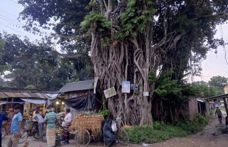 দুই শতকের ঐতিহ্যের সাক্ষী ছাতিয়ানতলা হাট, এখনো বটগাছের ছায়ায় জমে বেচাকেনা